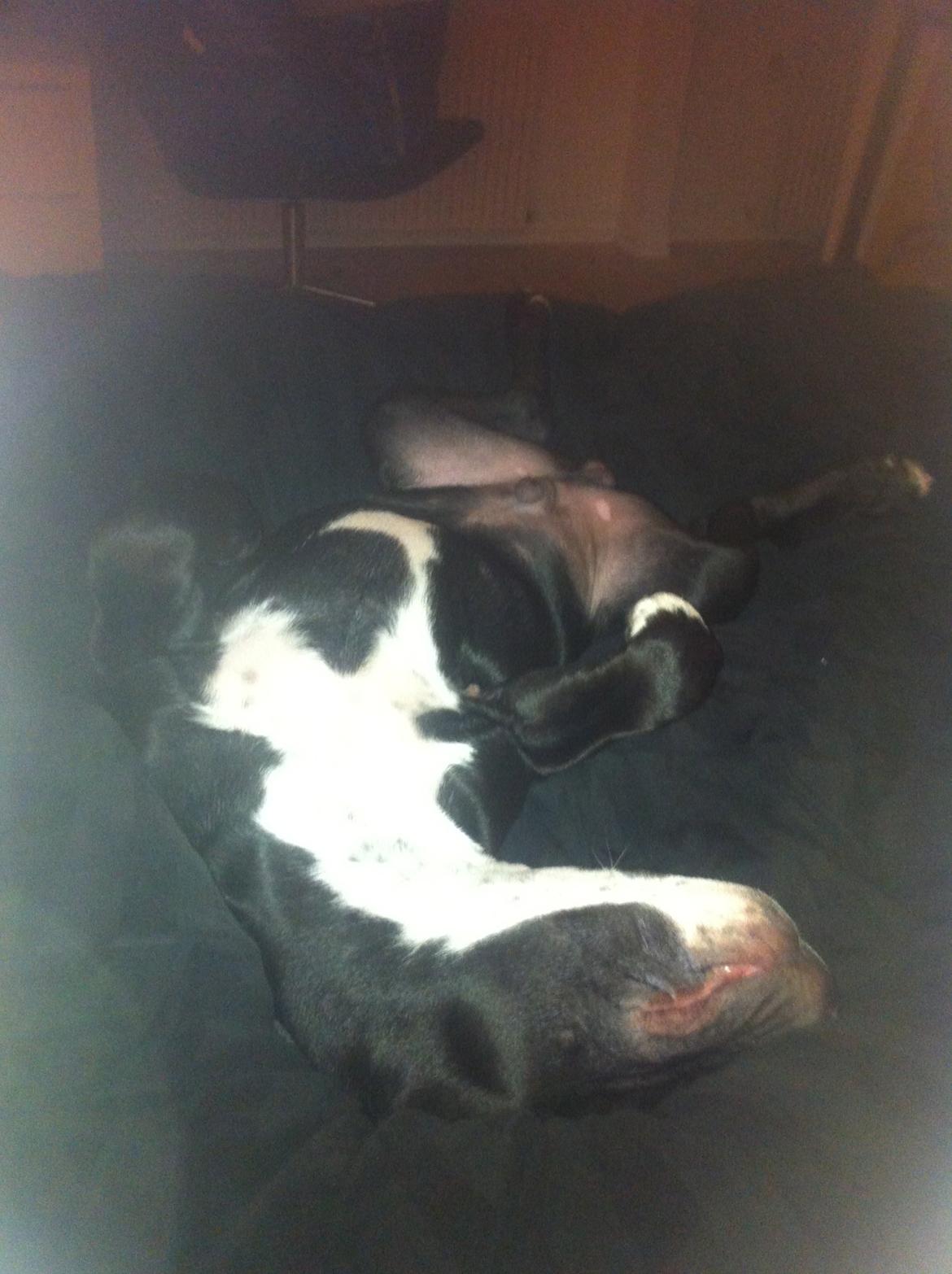 Blanding af racer Anton billede 11