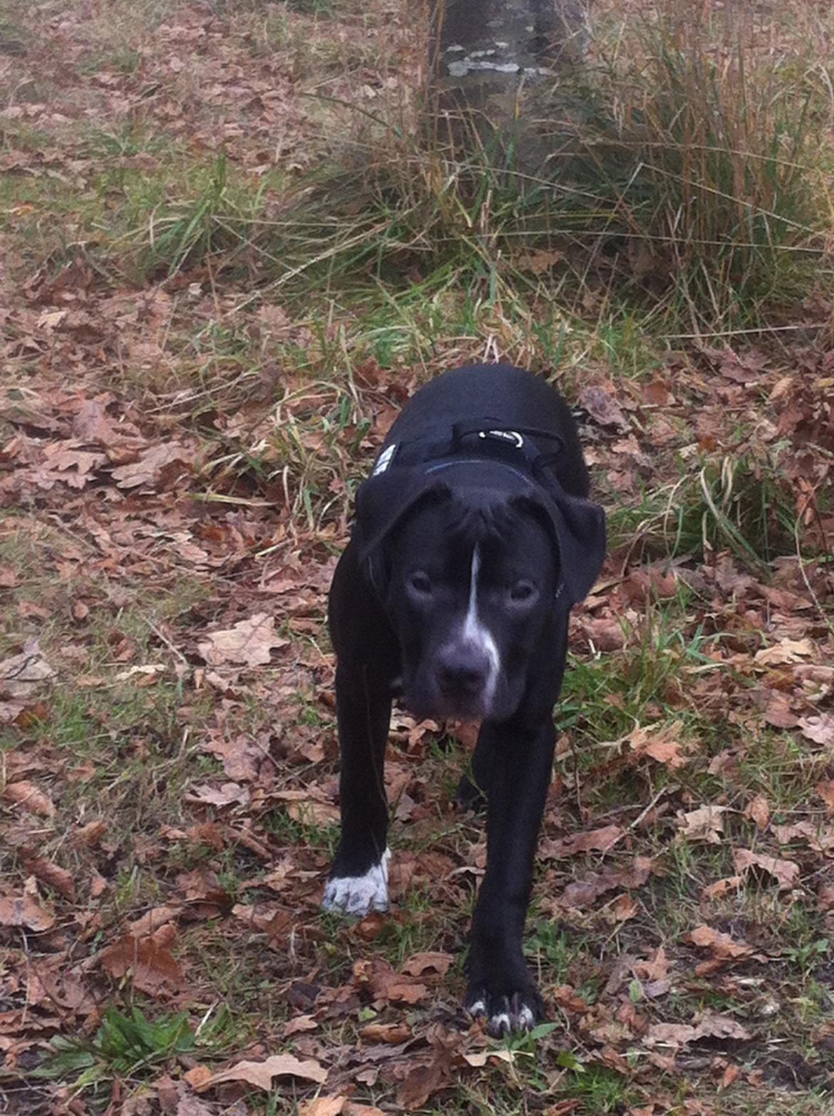 Blanding af racer Anton billede 12