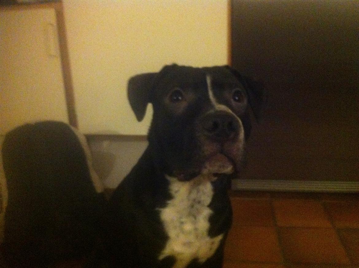 Blanding af racer Anton billede 13