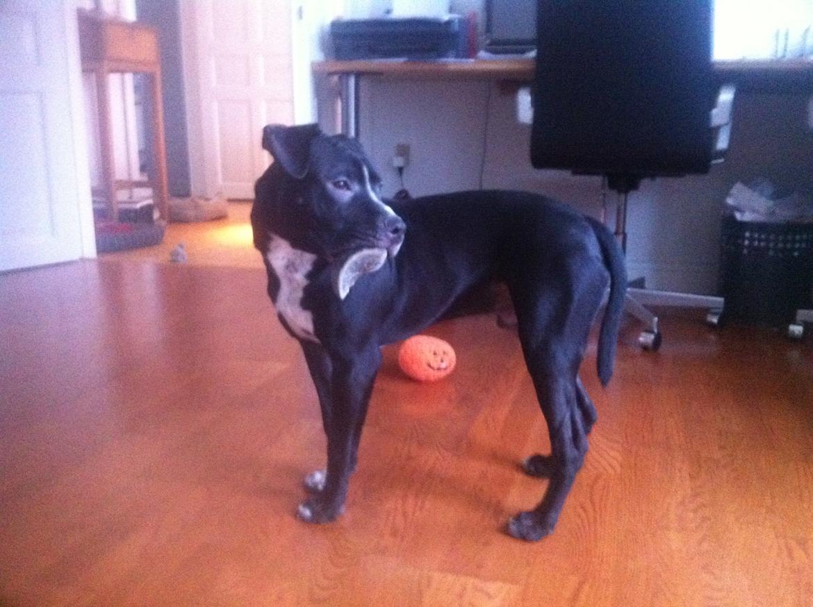 Blanding af racer Anton billede 14