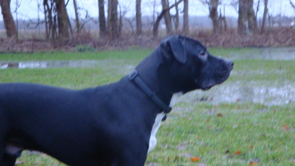 Blanding af racer Anton billede 15