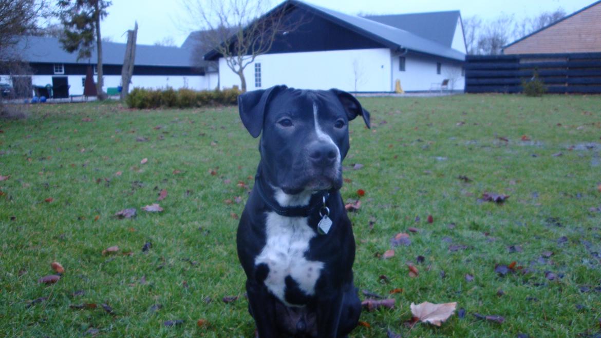 Blanding af racer Anton billede 16