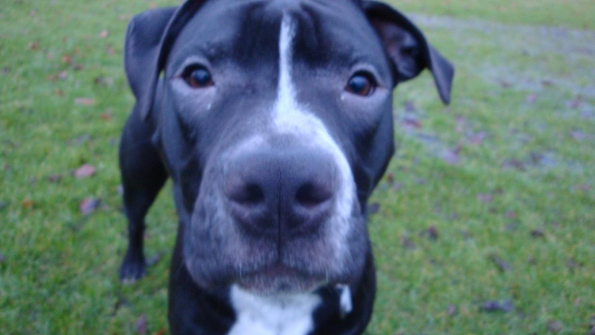 Blanding af racer Anton billede 17