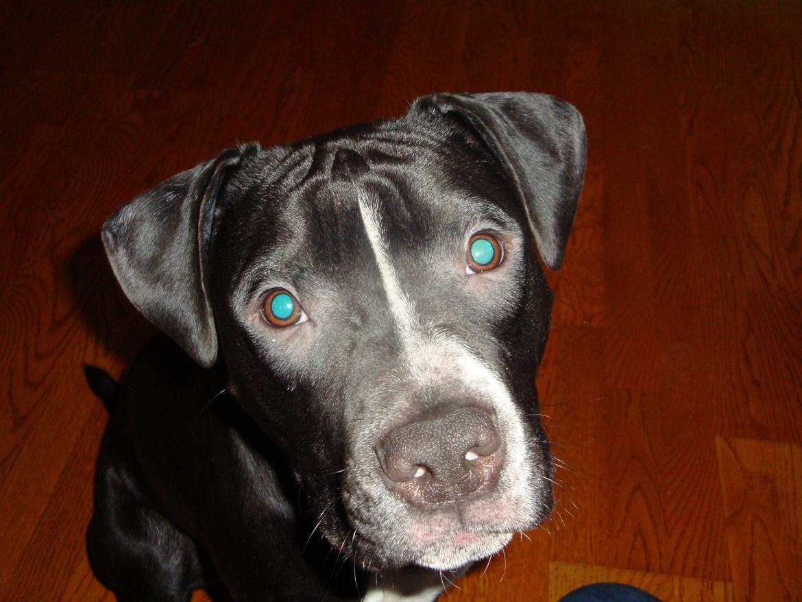 Blanding af racer Anton billede 18