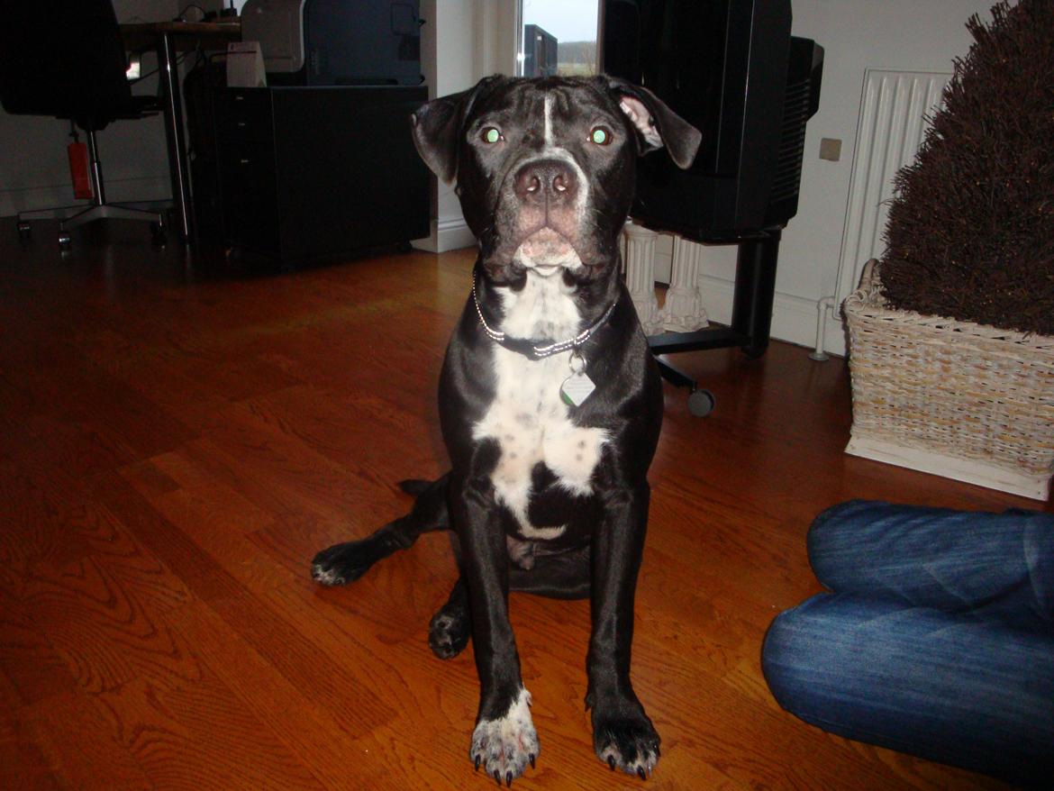 Blanding af racer Anton billede 19