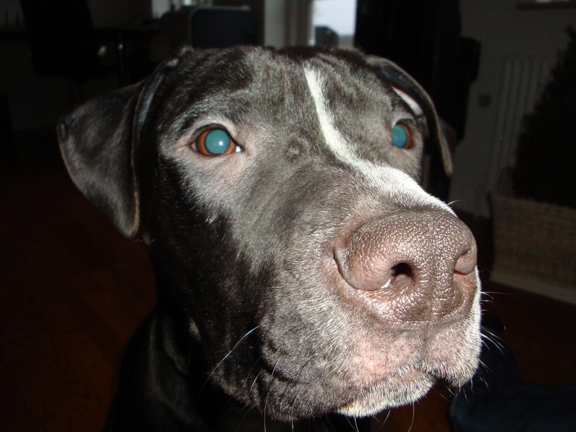 Blanding af racer Anton billede 20