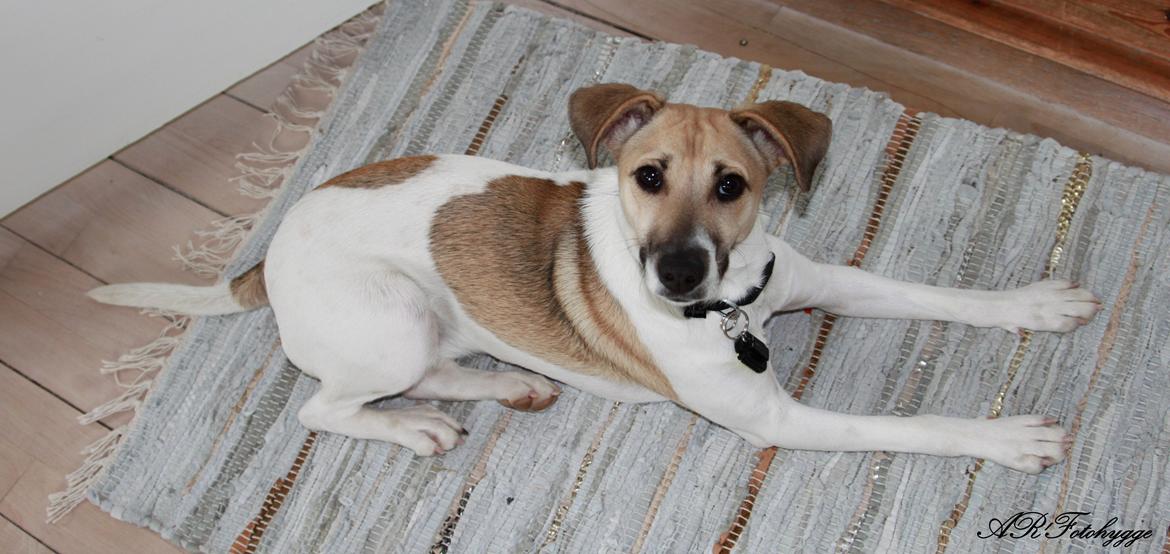 Dansk svensk gaardhund Lulu billede 11