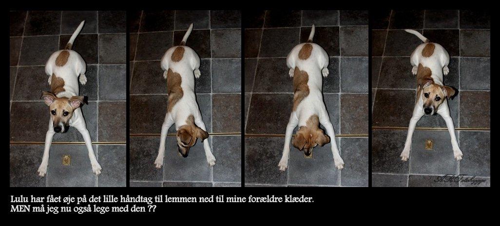 Dansk svensk gaardhund Lulu billede 12