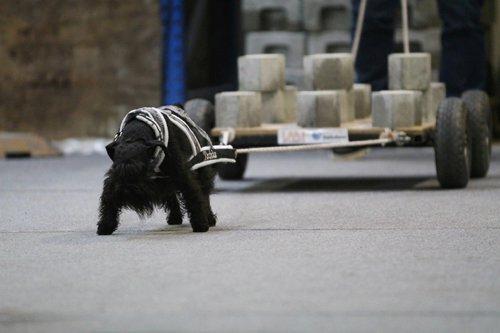 Dvaergschnauzer Sváva's Elenna - Tazhia - Tazhia til weightpull 5 år gammel. billede 2