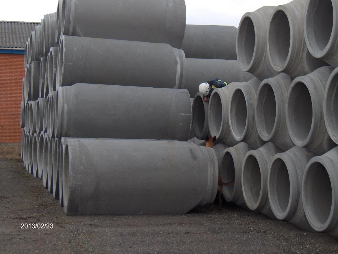 Malinois Halley vom Lobertal - Halley har markeret færten af en højtliggende figurant. Figuranten er kravlet frem for at kunne belønne hende for veludført arbejde billede 9