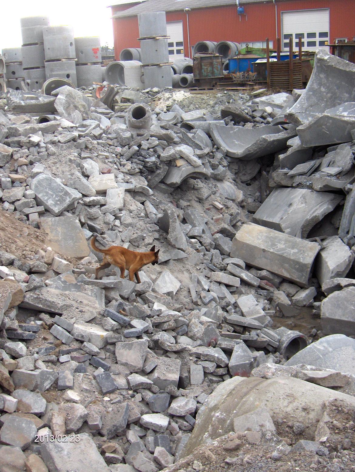 Malinois Halley vom Lobertal - Halley 9 måneder på IBF i Grindsted. En fantastisk dag, hvor Den Gule Djævel virkelig fik lov til at arbejde - og nød det :-) billede 8