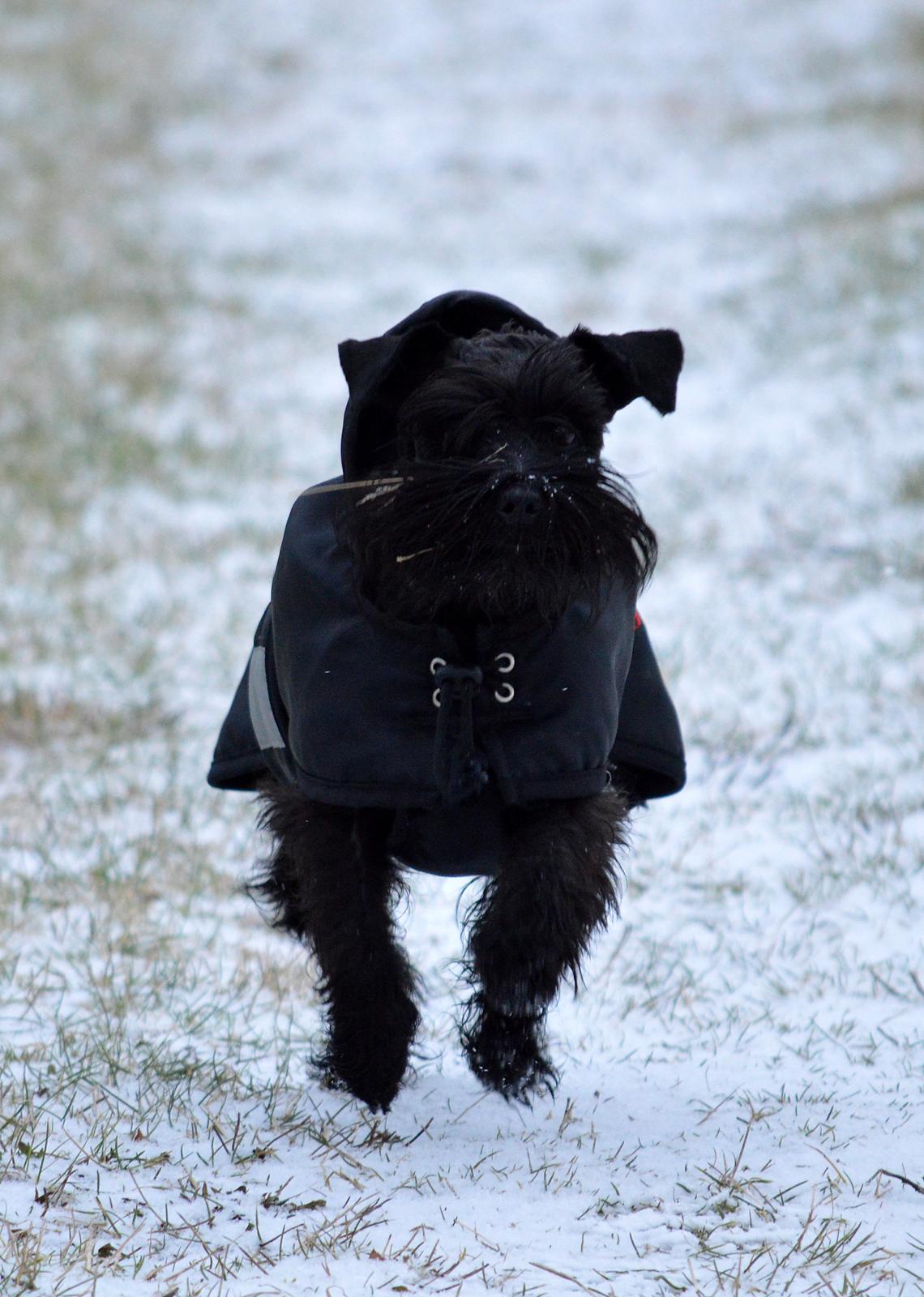 Dvaergschnauzer Sváva's Elenna - Tazhia - Tazhia for fuld fart :-) billede 17