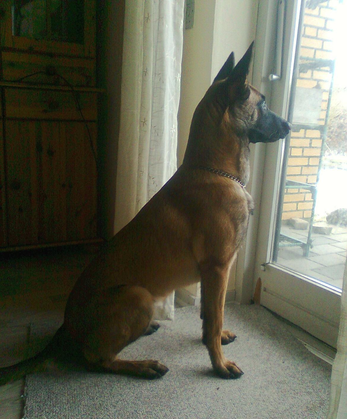 Malinois Halley vom Lobertal - Halley 9 måneder.  billede 10
