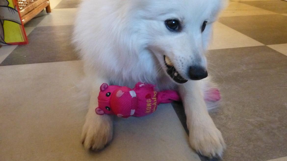 Japansk spids Yuki billede 16