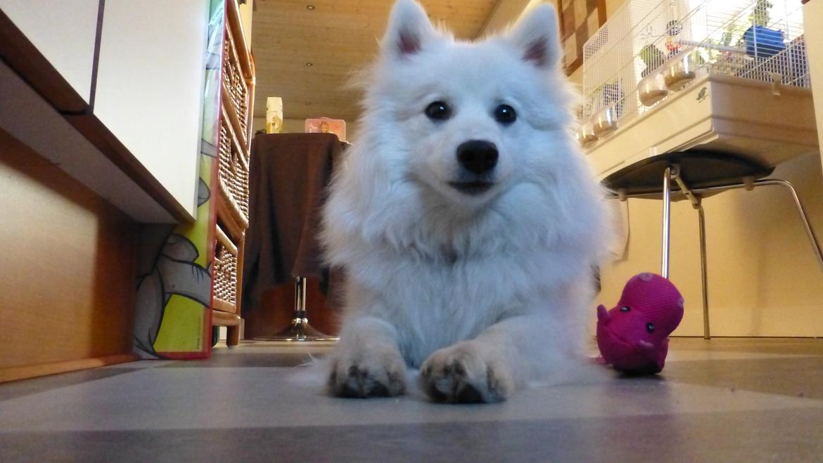 Japansk spids Yuki billede 17