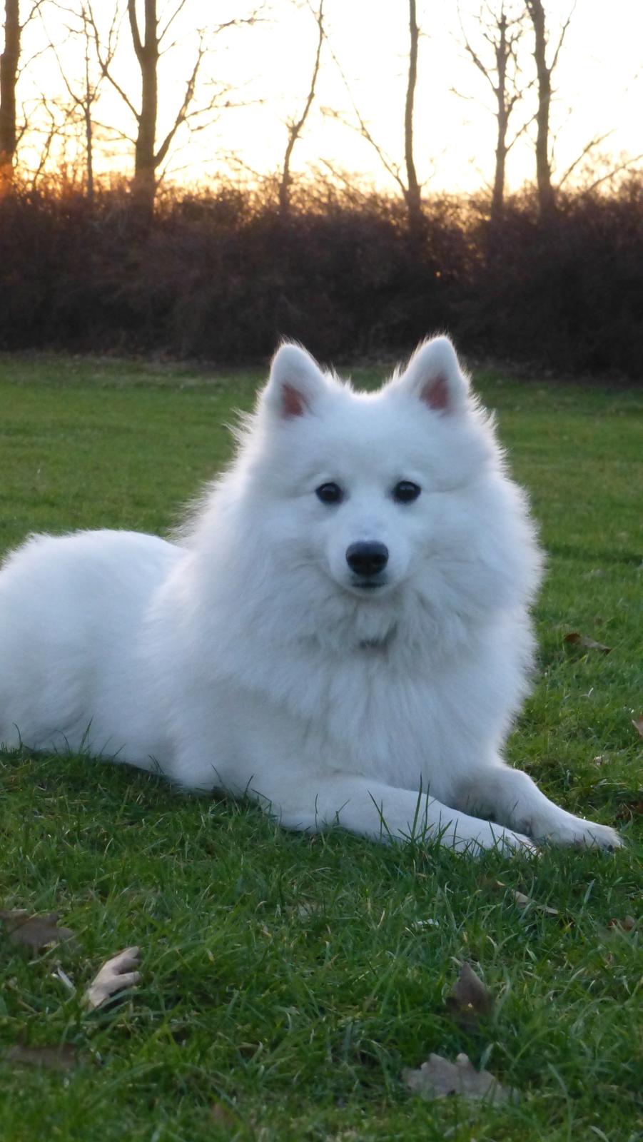 Japansk spids Yuki billede 3