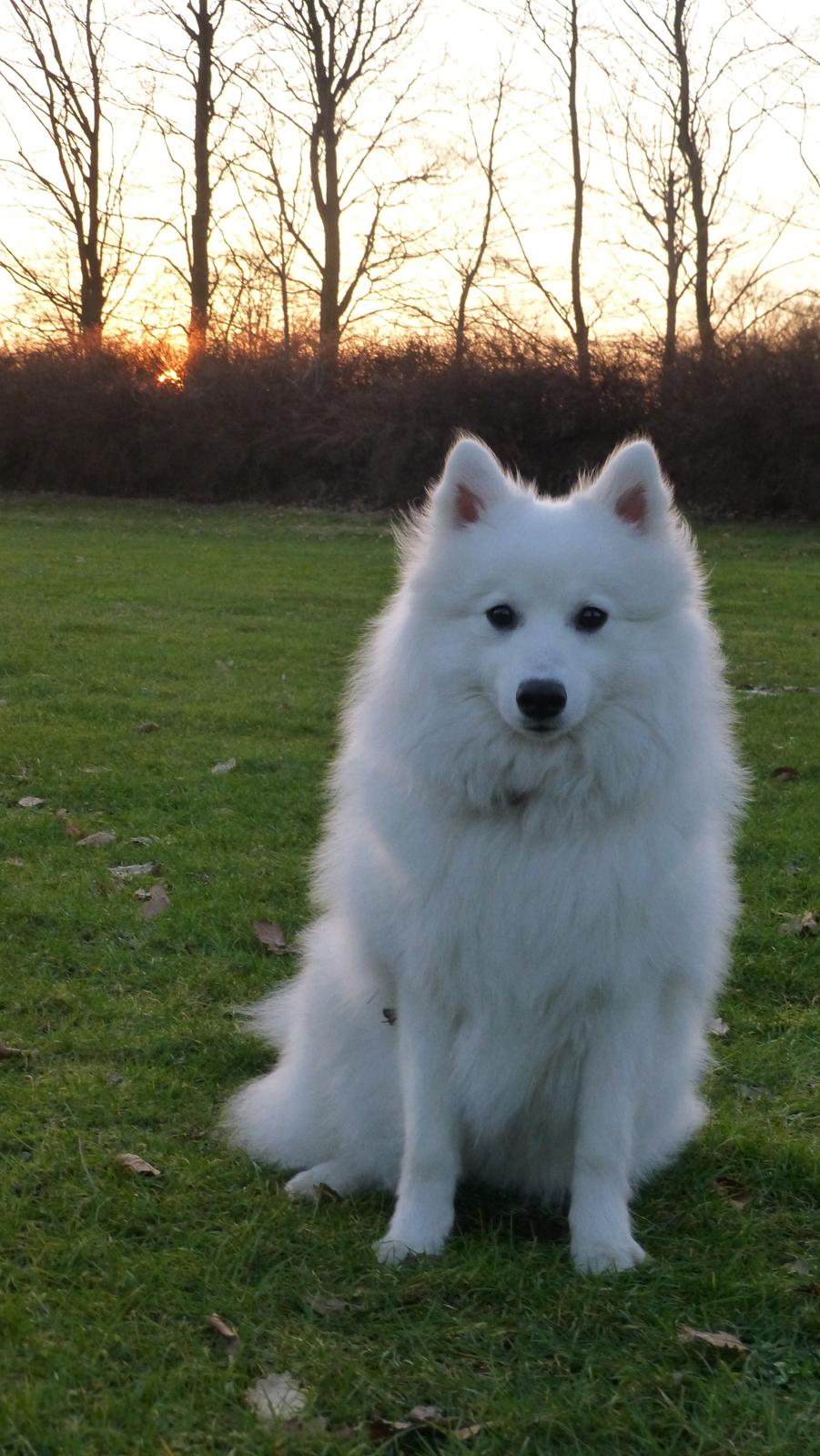 Japansk spids Yuki billede 1