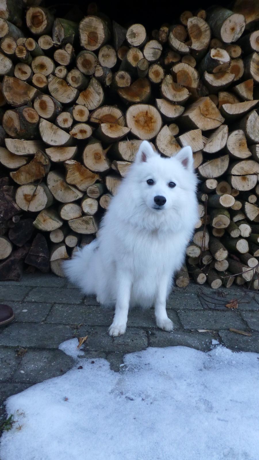 Japansk spids Yuki billede 2