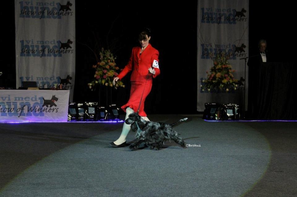 Cocker spaniel Dylan-Dan-L's Black Money billede 2