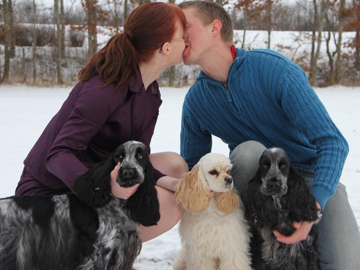 Cocker spaniel Dylan-Dan-L's Black Money billede 13