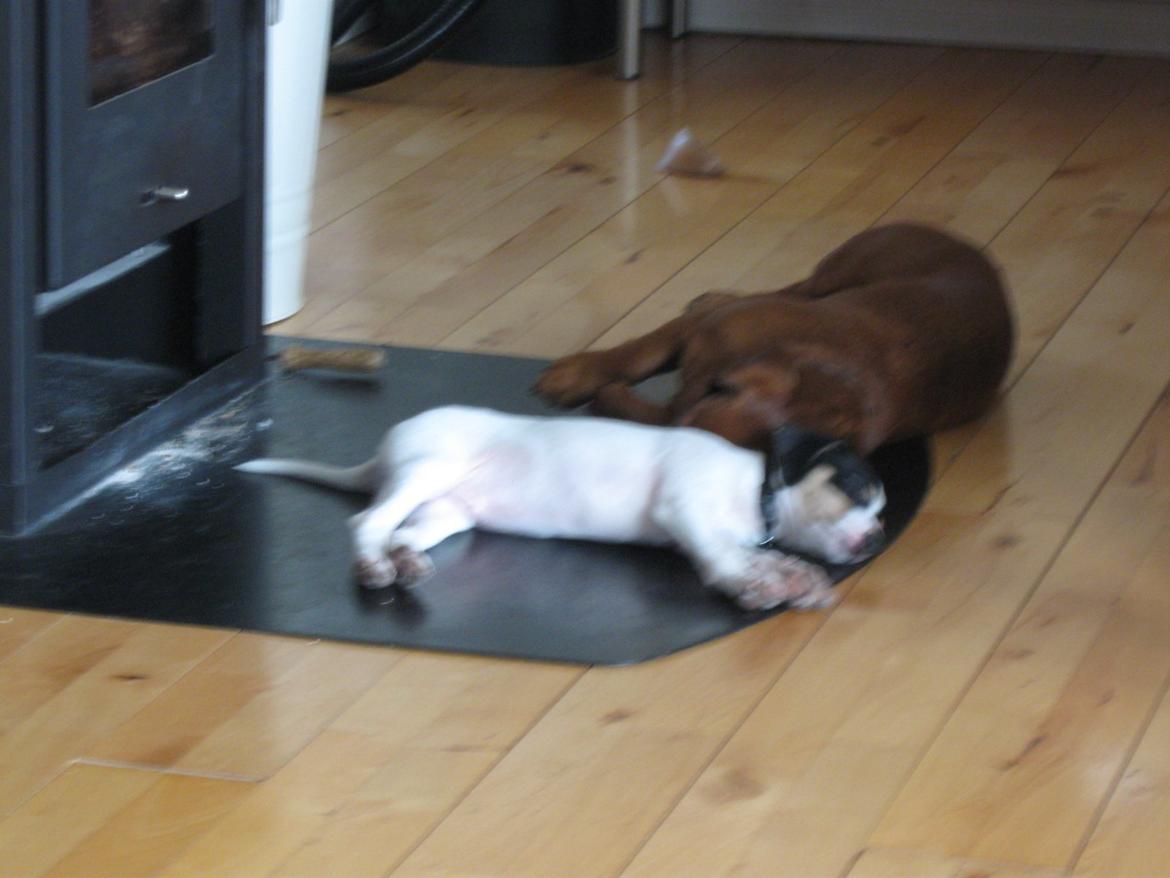 Blanding af racer Bob billede 13