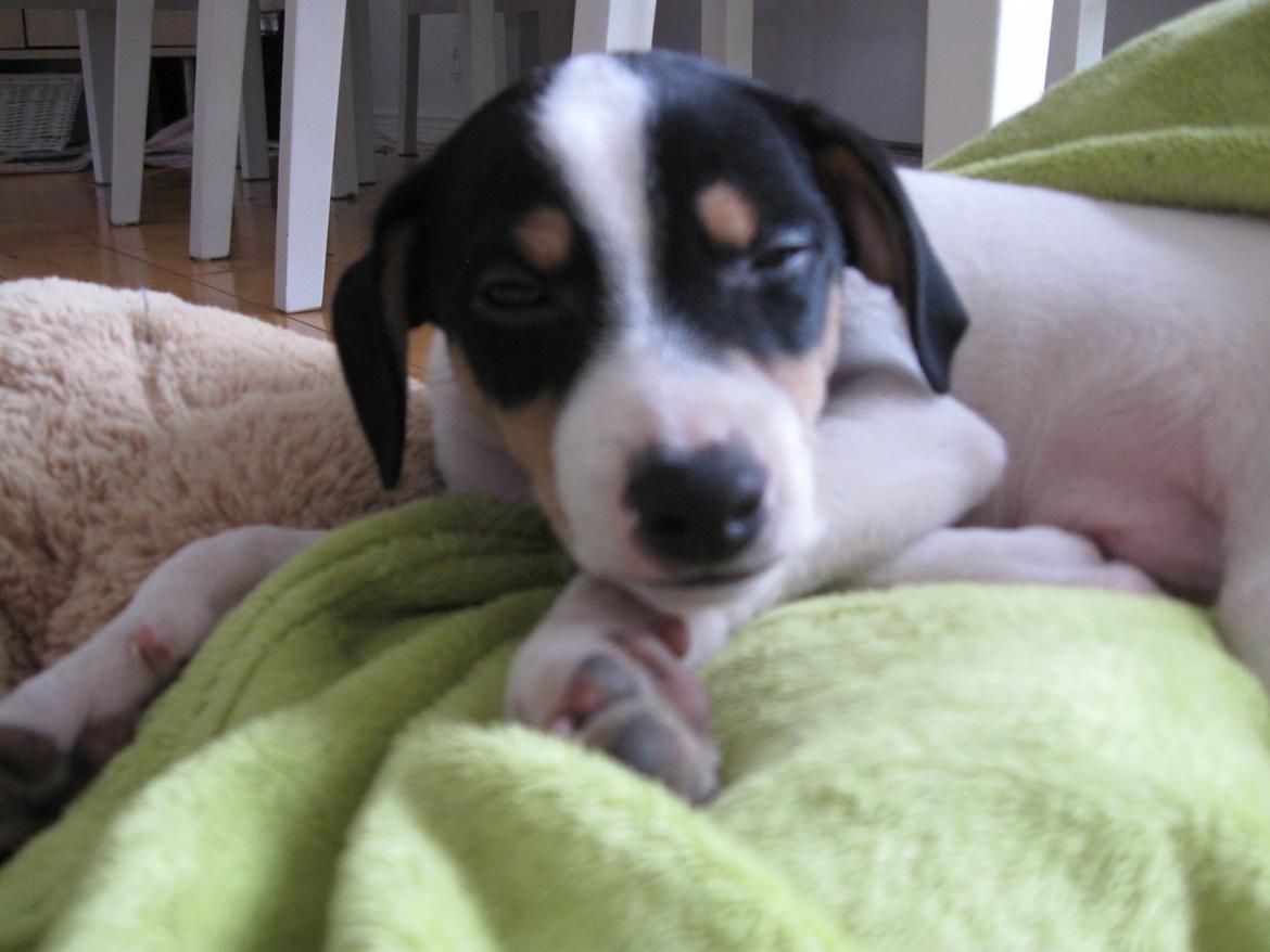 Blanding af racer Bob billede 14