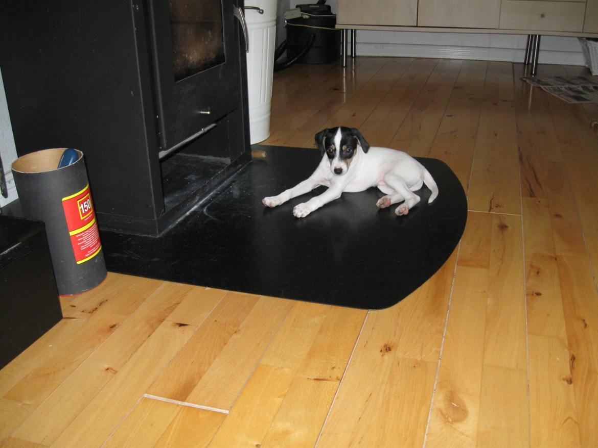 Blanding af racer Bob billede 15