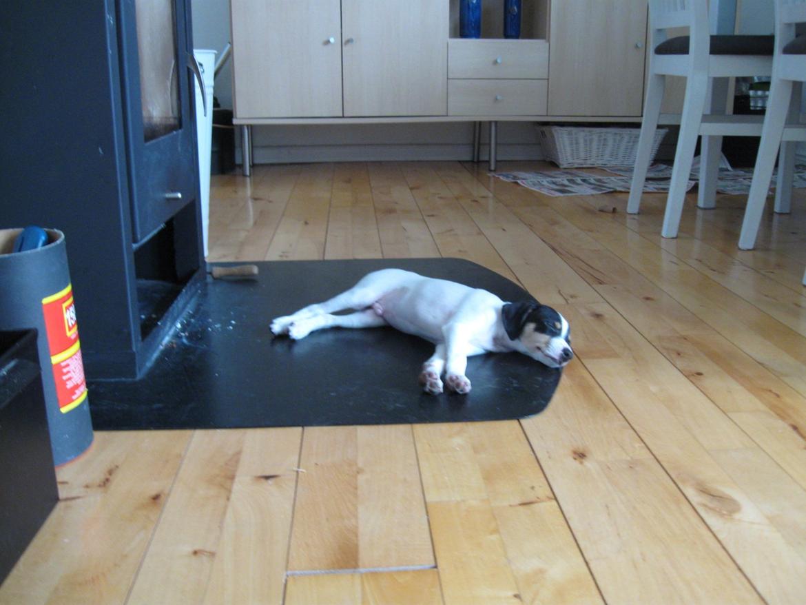 Blanding af racer Bob billede 16