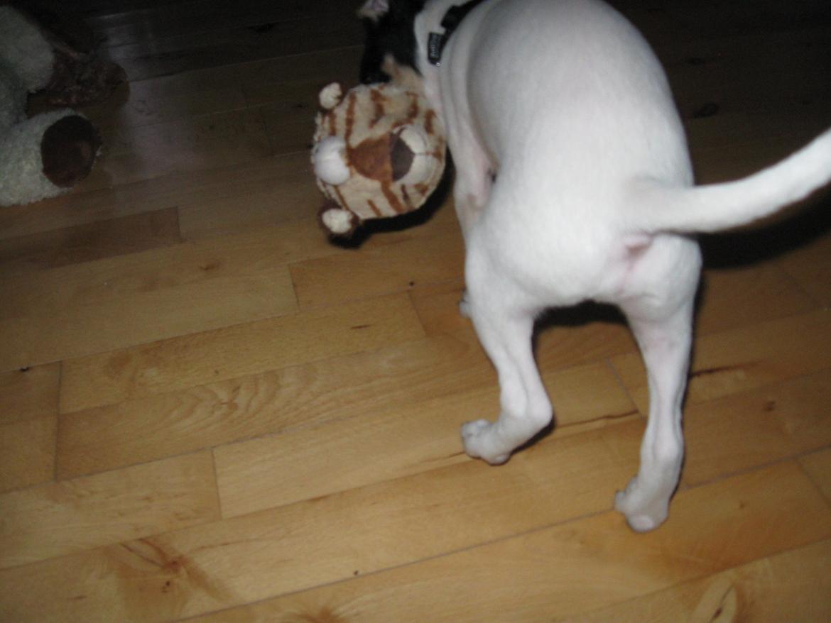 Blanding af racer Bob billede 17