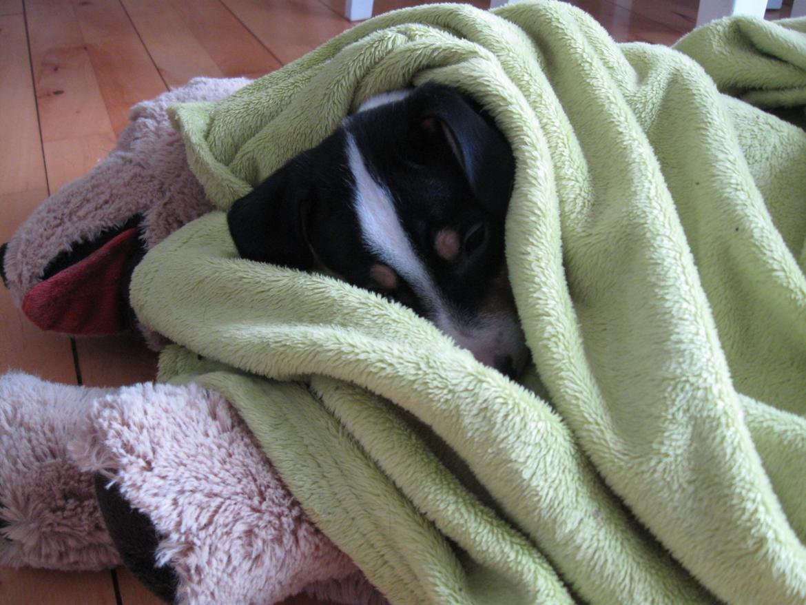 Blanding af racer Bob billede 18