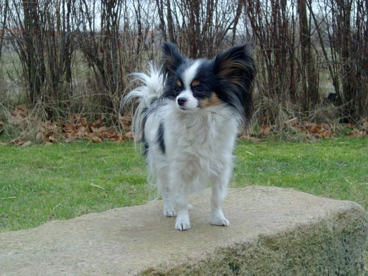 Papillon Chiantie *Prinsessen* billede 15
