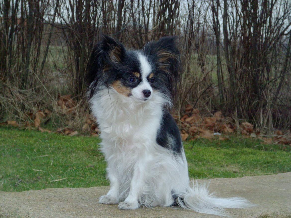 Papillon Chiantie *Prinsessen* billede 16