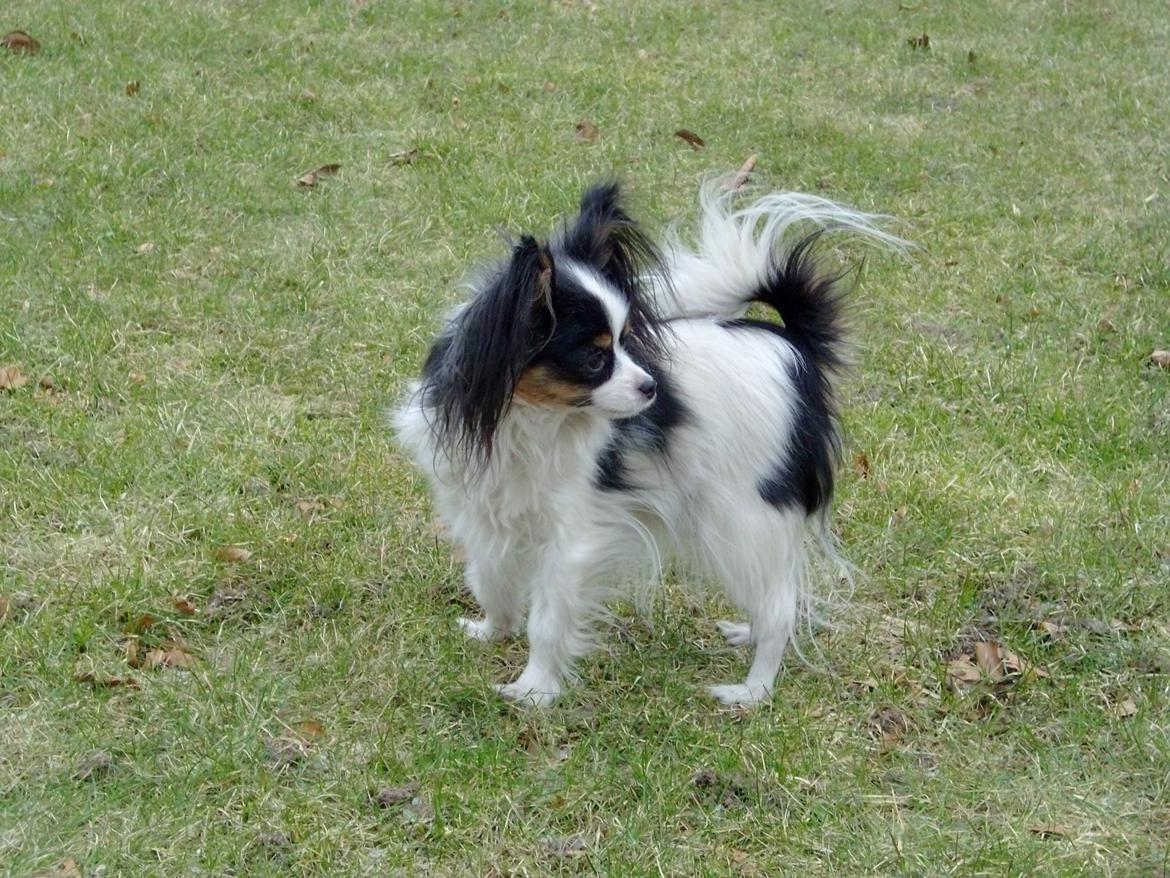 Papillon Chiantie *Prinsessen* billede 17