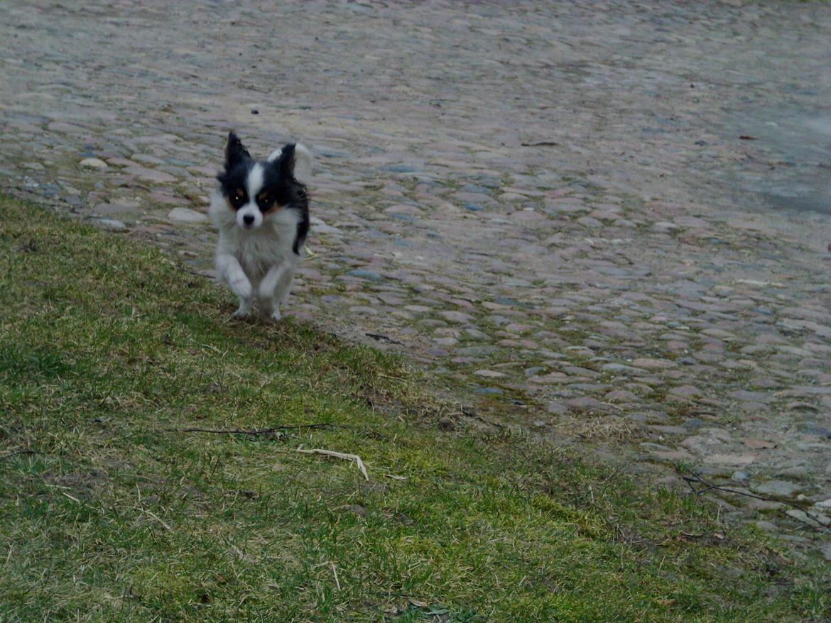 Papillon Chiantie *Prinsessen* billede 18