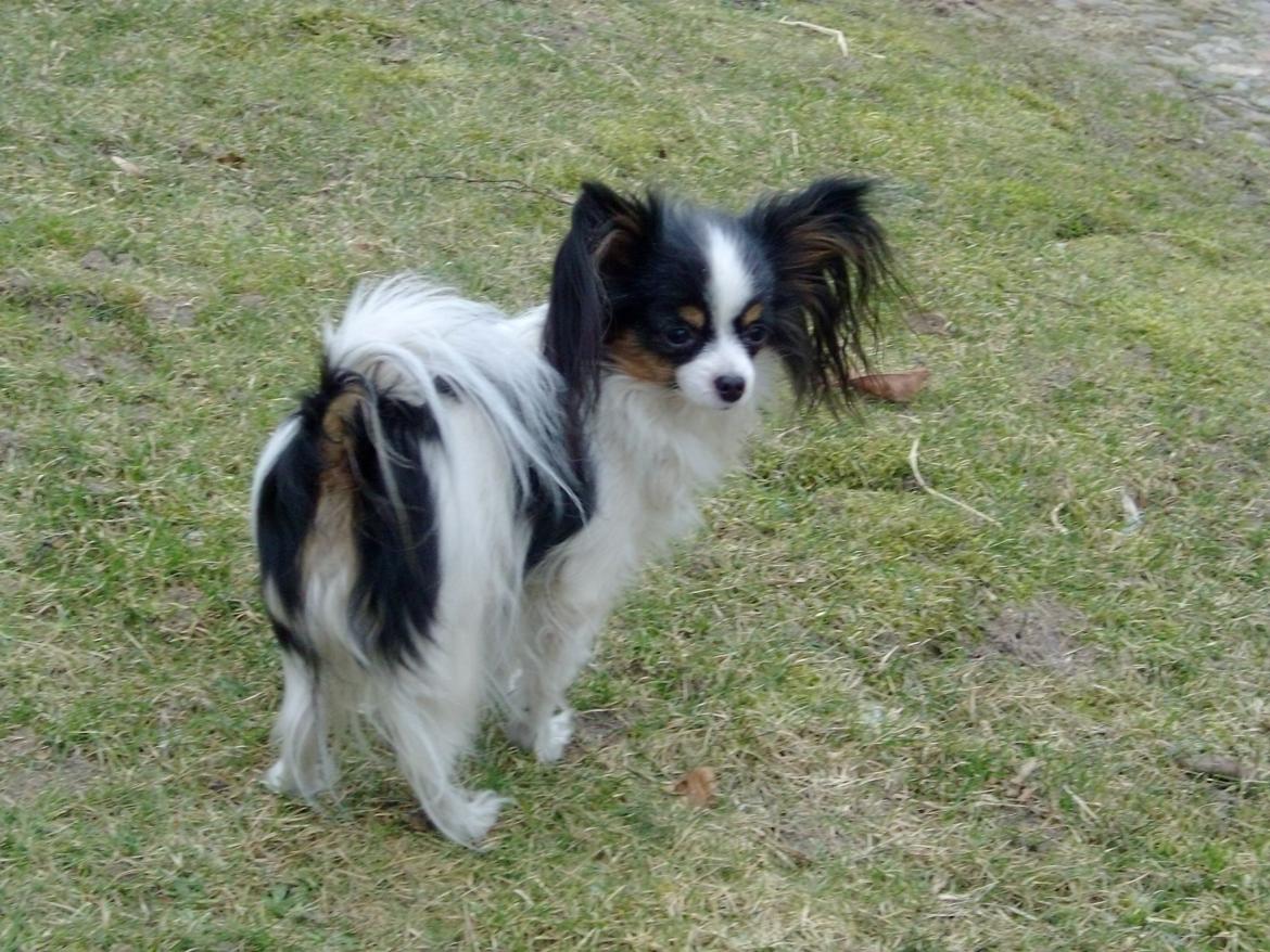 Papillon Chiantie *Prinsessen* billede 19