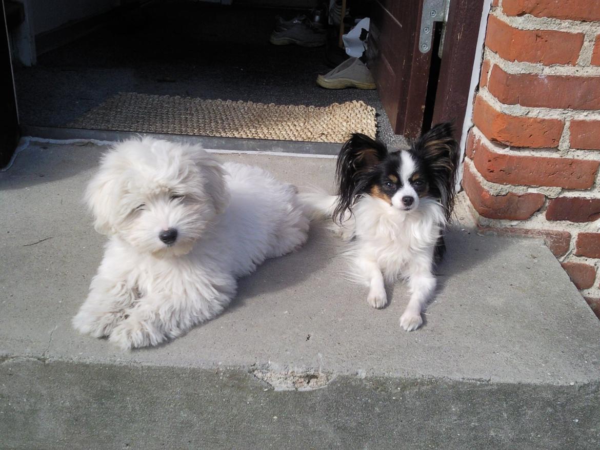 Papillon Chiantie *Prinsessen* billede 21