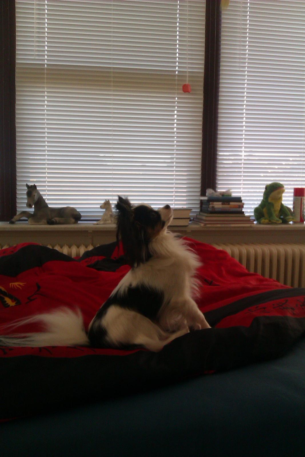 Papillon Chiantie *Prinsessen* billede 22