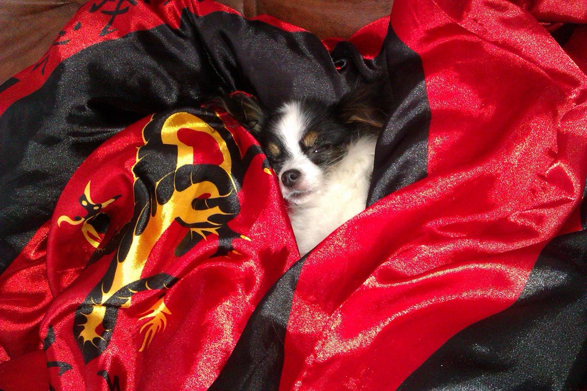 Papillon Chiantie *Prinsessen* billede 23