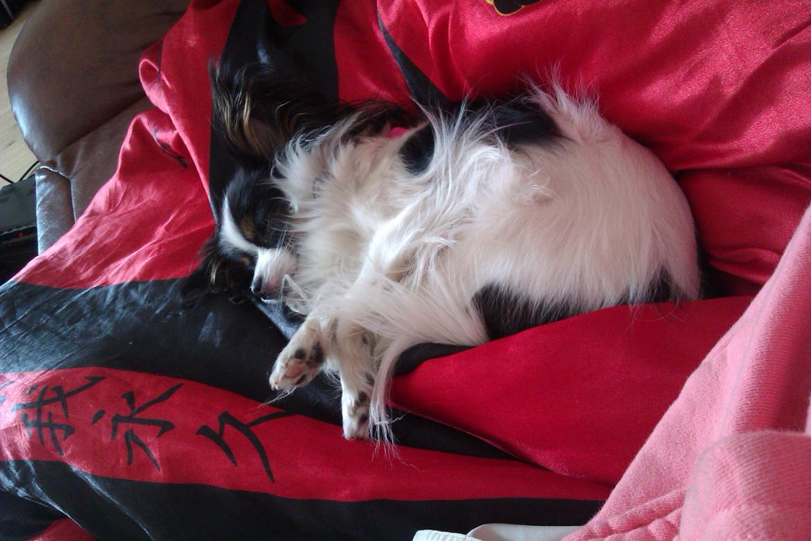 Papillon Chiantie *Prinsessen* billede 24