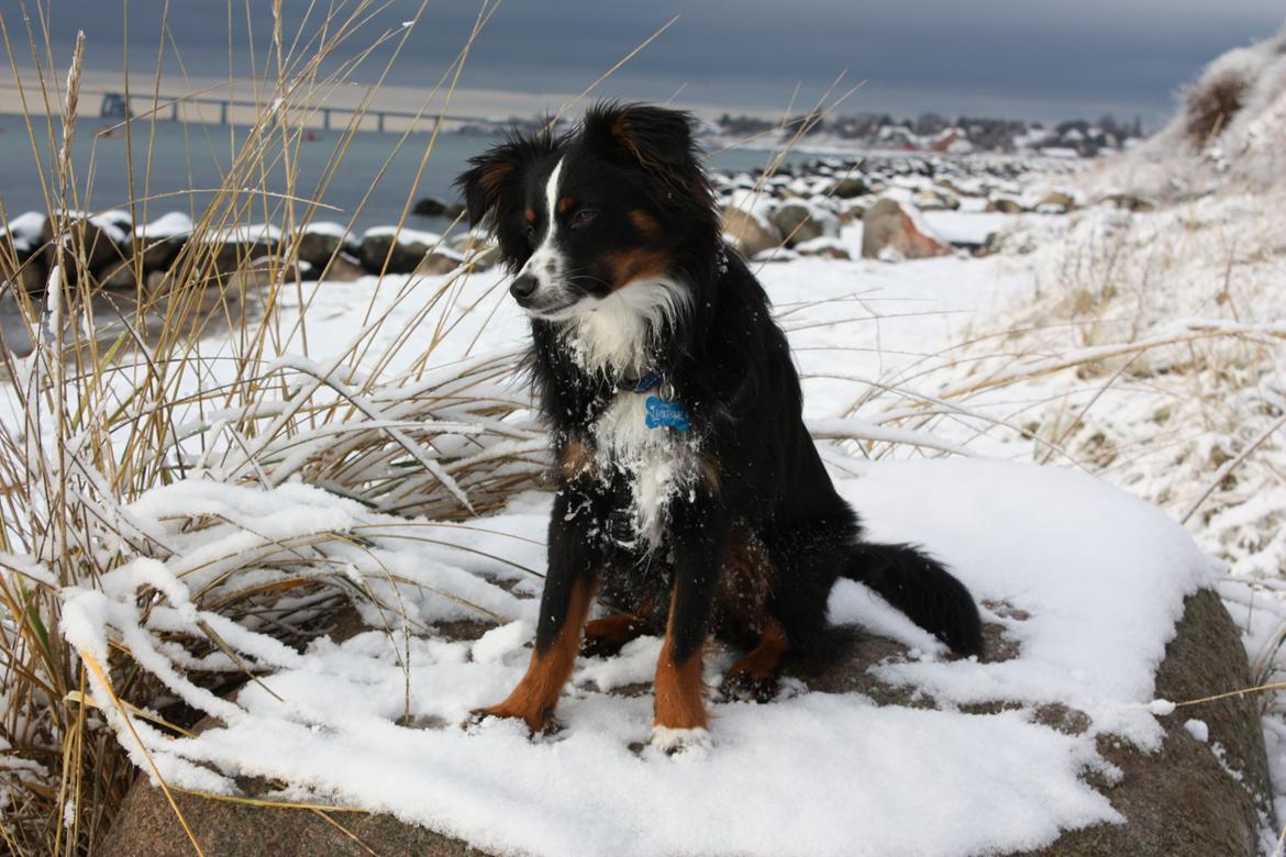 Miniature American Shepherd Hobie - En tur på stranden.
10 måneder gammel. billede 4