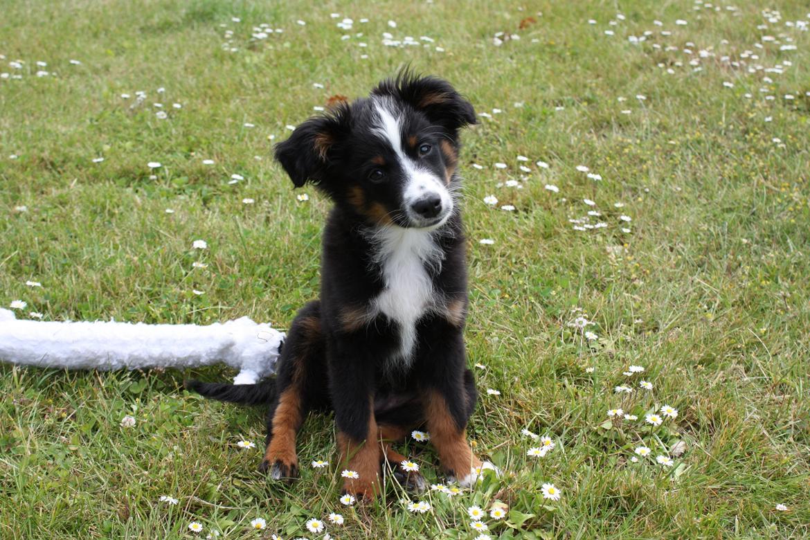 Miniature American Shepherd Hobie - Opmærksomheds-træning hjemme i haven.
4 måneder gammel. billede 7