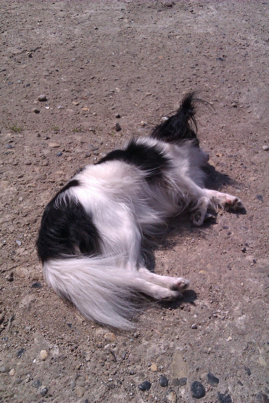 Papillon Chiantie *Prinsessen* billede 26