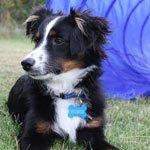 Miniature American Shepherd Hobie - Hygger med aktivering.
8 måneder gammel. billede 5