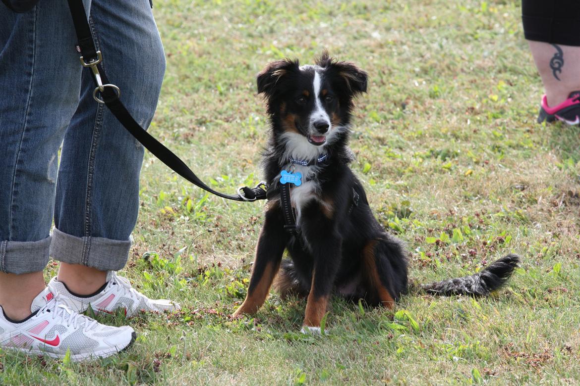 Miniature American Shepherd Hobie - Hvalpe-træning og socialisering billede 6