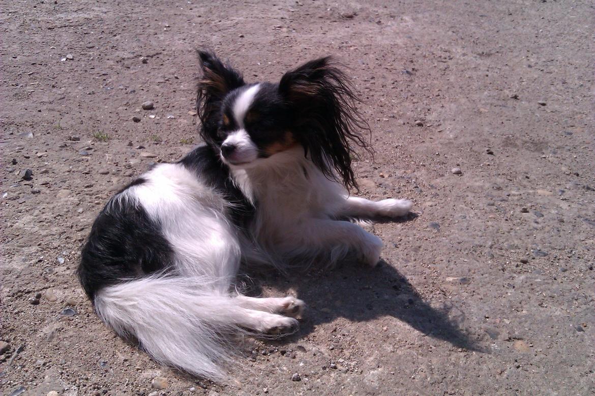 Papillon Chiantie *Prinsessen* billede 27