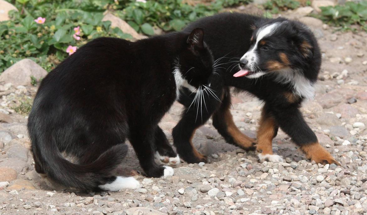Miniature American Shepherd Hobie - På Kennel besøg i Sverige.

Hobie elsker alle dyr og mennesker. Nogle gange lidt for meget ;-)

8-10 uger gammel. billede 8