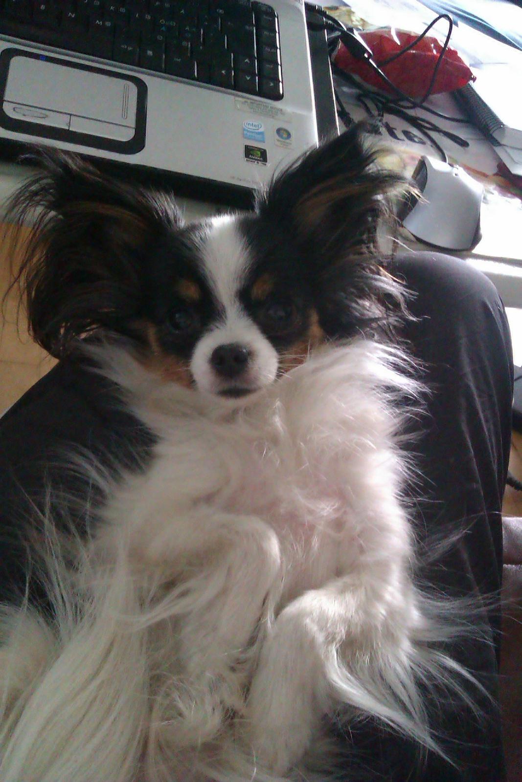 Papillon Chiantie *Prinsessen* billede 28