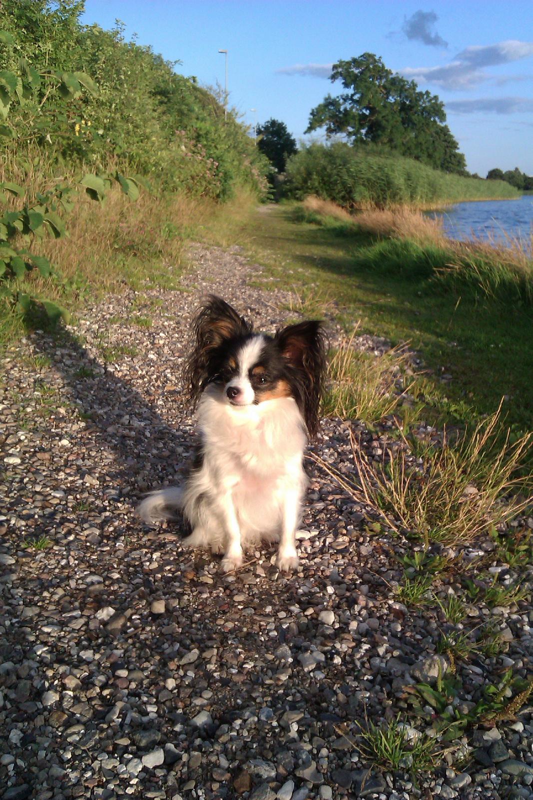 Papillon Chiantie *Prinsessen* billede 29