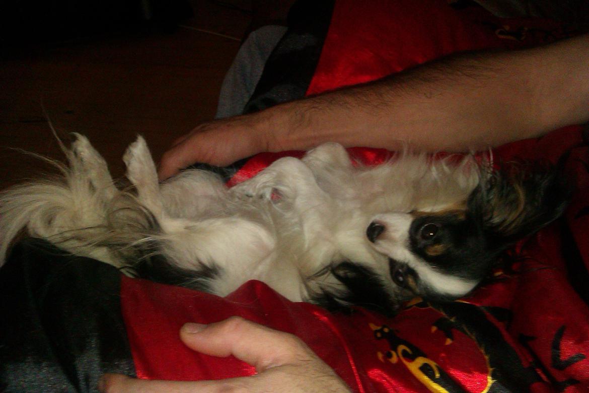 Papillon Chiantie *Prinsessen* billede 30