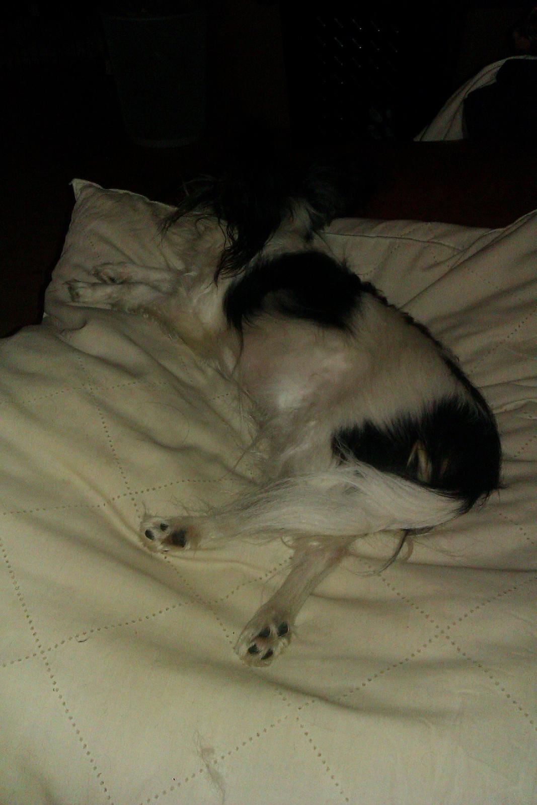 Papillon Chiantie *Prinsessen* billede 31